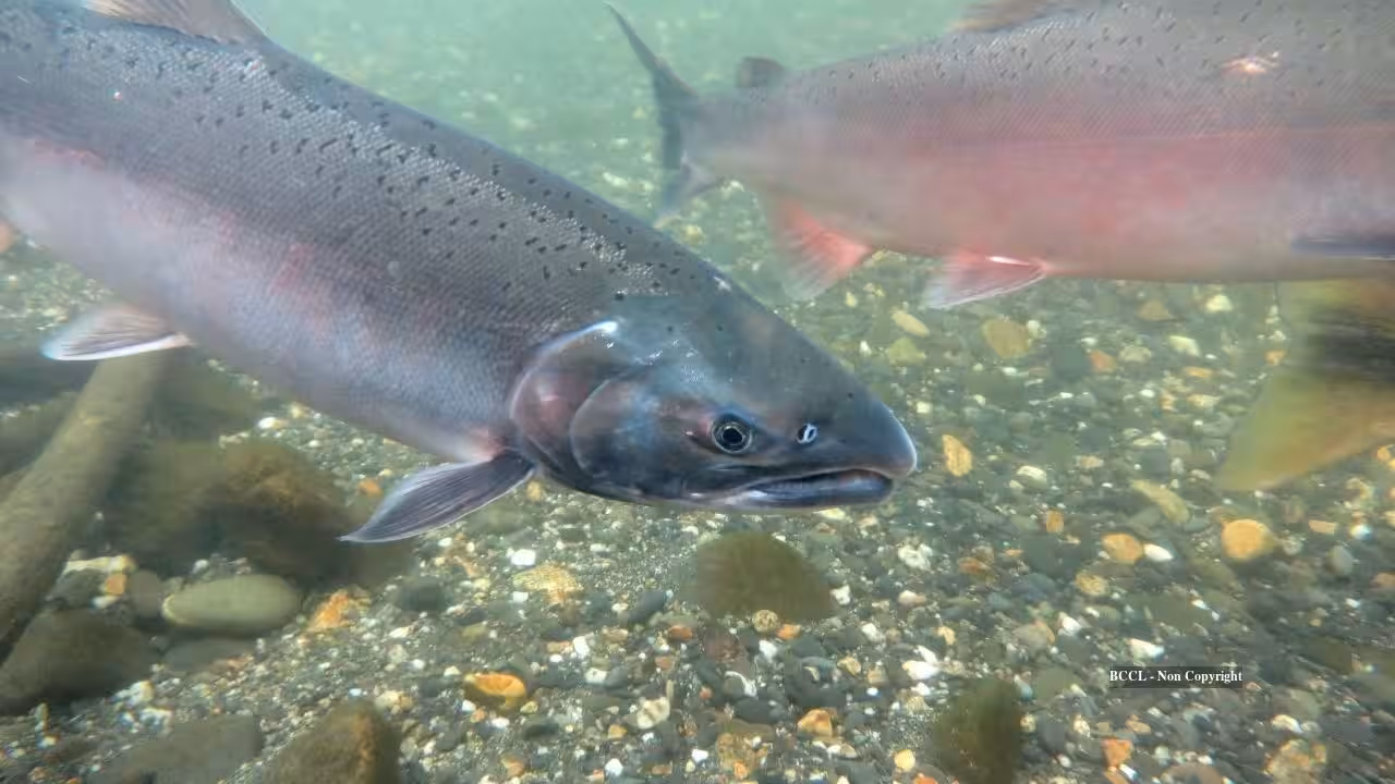 Chum salmon