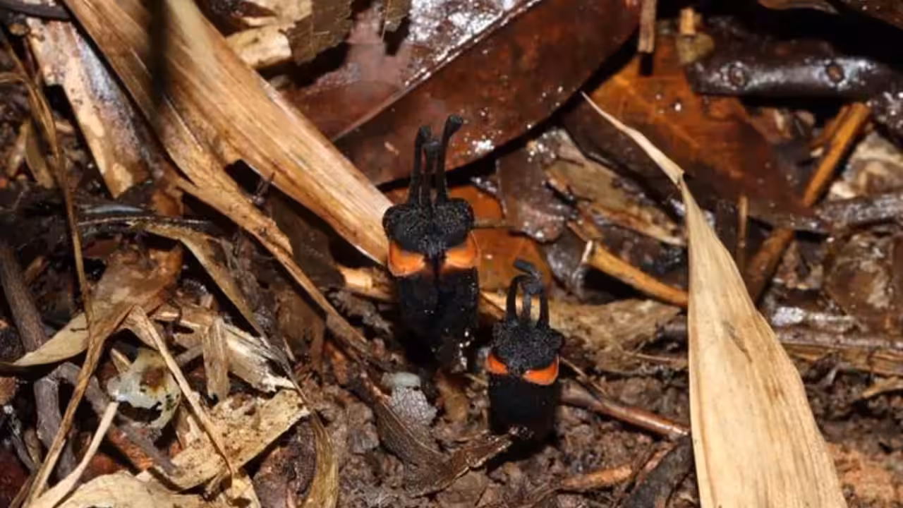 Discovered in a Thai forest, Devil forest